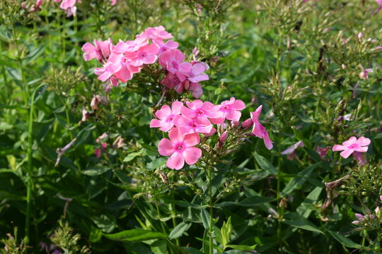 Pinkk flowers of garden phlox