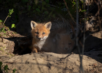Red fox kit (Vulpes vulpes) coming out of its den deep in the forest in early spring in Canada
