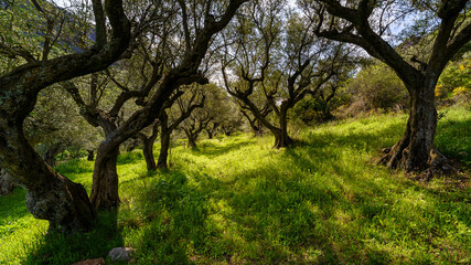 Obraz premium Green landscape with olive trees, green grass and sunlight entering between the branches. Madrid.