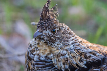 ruffed grouse (Bonasa umbellus) portrait in spring