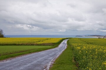 Fototapeta na wymiar landscape with road and rapeseed