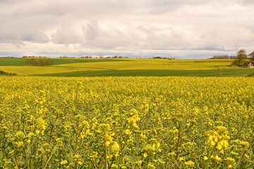 Obraz premium field of rapeseed