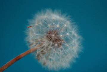 closeup dandelion on a blue background