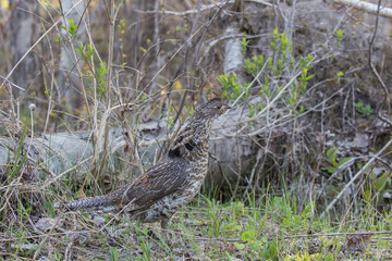 ruffed grouse (Bonasa umbellus) portrait in spring