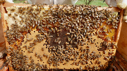 Spring hive inspection,