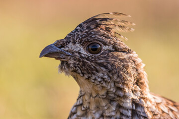 ruffed grouse (Bonasa umbellus) portrait in spring