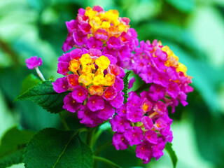 Bunches of pink Lantana camara flowers.