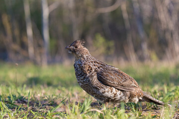 ruffed grouse (Bonasa umbellus) portrait in spring