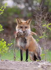Red fox Vulpes vulpes bringing back a rabbit and chipmunk for her kits in the forest in springtime...