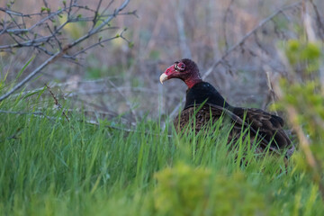 Turkey vulture (Cathartes aura) in spring migration