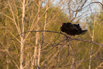 Turkey vulture (Cathartes aura) in spring migration