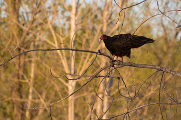 Turkey vulture (Cathartes aura) in spring migration