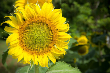 Sunflower on a bright day