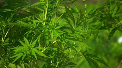 Marijuana cannabis legalized farm close up shot