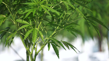 Marijuana cannabis legalized farm close up shot