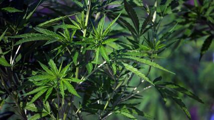 Fototapeta na wymiar Marijuana cannabis legalized farm close up shot