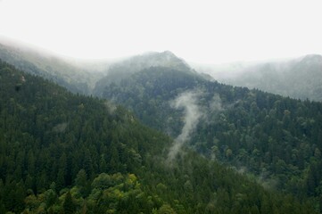 Fog in green forest and mountains 