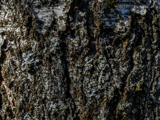 A seamless texture of tree bark - cool for wallpaper or background