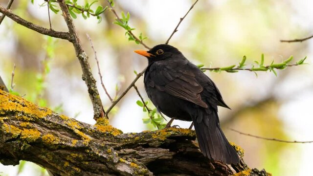 Amsel im Fr&uuml;hjahr auf einem flechtenbewachsenen Ast als Nahaufnahme