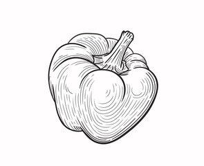 Linear hand drawing of large bell pepper (paprika). Vector illustration on a white background, EPS 10. Monochrome graphics in a minimalist realistic style.