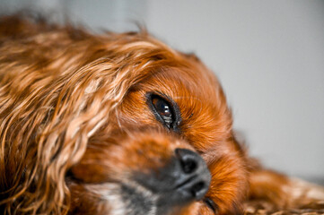 portrait of a dog