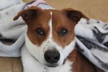 dog on couch under blanket