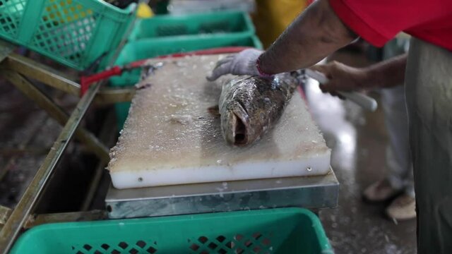 Ecailler poisson Hamour