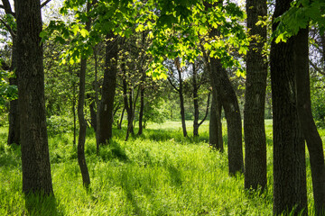 trees in the forest