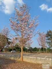 Fototapeta premium tree in the park
