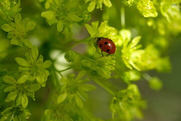 Fototapeta premium A ladybug sits on a bud. Sunny day.