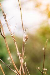Snails climbing a small reed with the background out of focus.