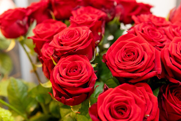 roter Rosen blühen schön