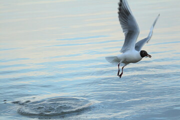 Black-headed gull with spread wings soars over the blue agitated surface of the lake with a fish in its beak. Black-headed gull caught a fish. Chroicocephalus ridibundus or Common Black-headed Gull.