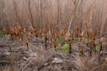 Spore cones of horsetail on reed and willow background. Set sail champagne color. 