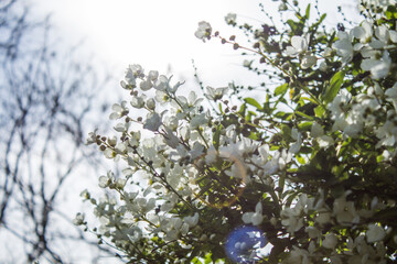 flowers on sky