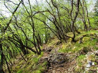 Naklejka na ściany i meble European hop hornbeam forest in bright green spring foliage