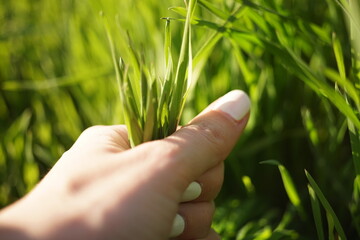 Female hand pulls out green grass in a spring garden
