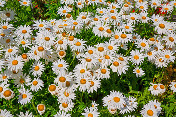 Fototapeta premium Chrysanthemun leaucanthemum