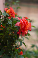 Fototapeta na wymiar Floribunda Rose with Beautiful Orange and pink color in Organic garden,Italy.
