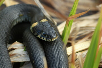 Natrix natrix or grass snake. 
Snake in dry grass close-up.