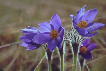 Fluffy blooming snowdrops with purple petals and yellow orange center on a spring day outdoors. Pulsatilla patens or eastern pasqueflower or spreading anemone. Purple wild flowers. 