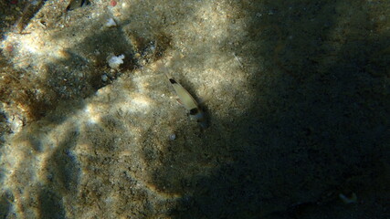 Ein Leben unter Wasser