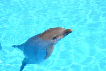 Obraz premium dolphin