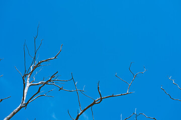 branches against sky