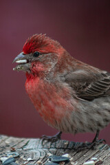 House Finch Male