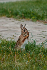 Wild bunny sitting