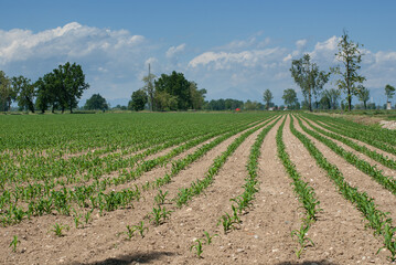 coltivazione di mais in campagna