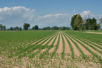 Fototapeta na wymiar coltivazione di mais in campagna