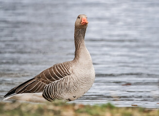 Graugans am Seeufer