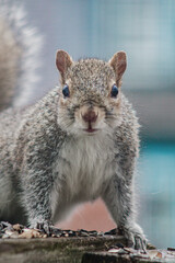grey squirrel